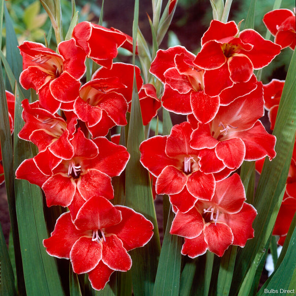 Bulbs Direct Atom Gladioli Nanus | Order Gladioli Bulbs Online | Bulbs Direct NZ