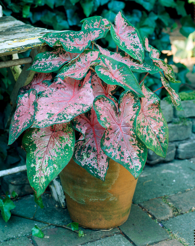 Pink Beauty