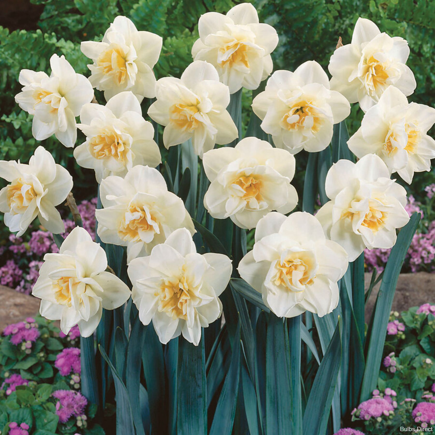 Madison Daffodil | Order Daffodil Bulbs online | Bulbs Direct NZ