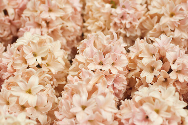 Bulbs Direct Apricot Passion Hyacinth | Order Hyacinth Bulbs online | Bulbs Direct NZ