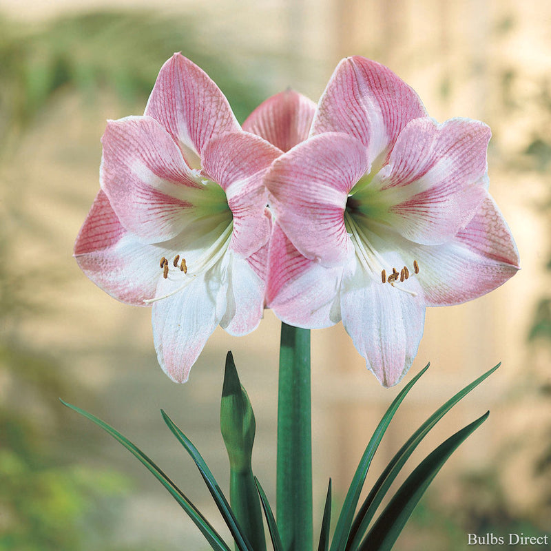 Apple Blossom Hippeastrum | Order online