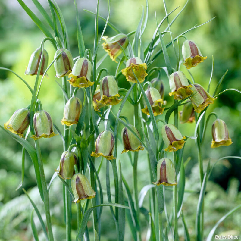 fritillaria