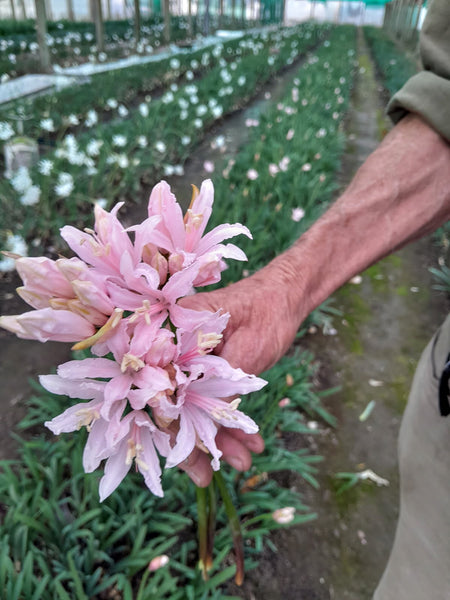 Bulbs Direct Pink Fairy Nerine | Buy Nerine Bulbs Online | Bulbs Direct NZ