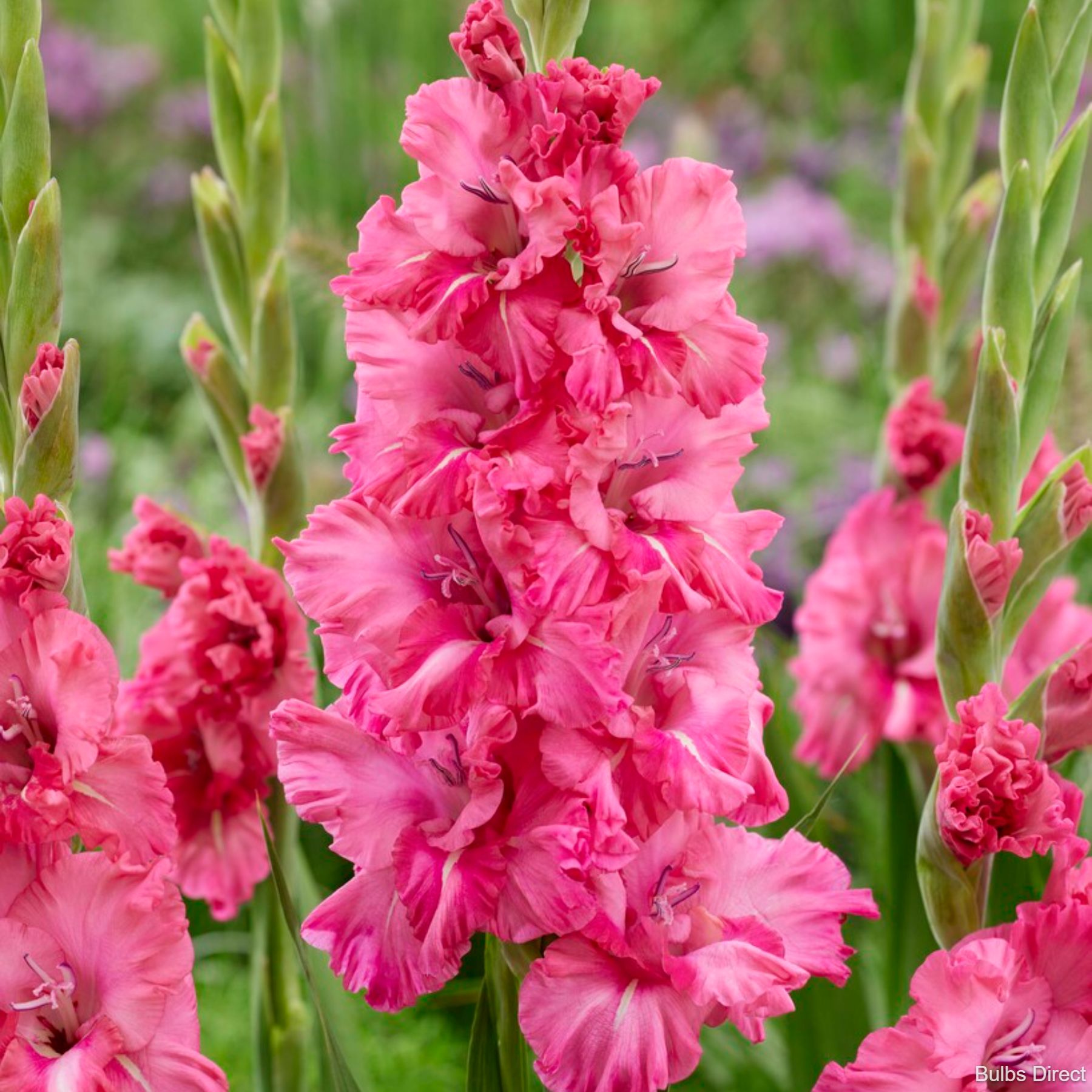Kingston Ruffle Gladioli | Order Gladioli Bulbs online - Bulbs Direct NZ