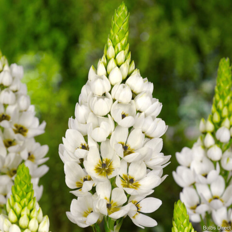 Ornithogalum Thyrsoides Order Your Bulbs Online Bulbs Direct NZ ornithogalum-thyrsoides-order-your-bulbs-online-bulbs-direct-nz