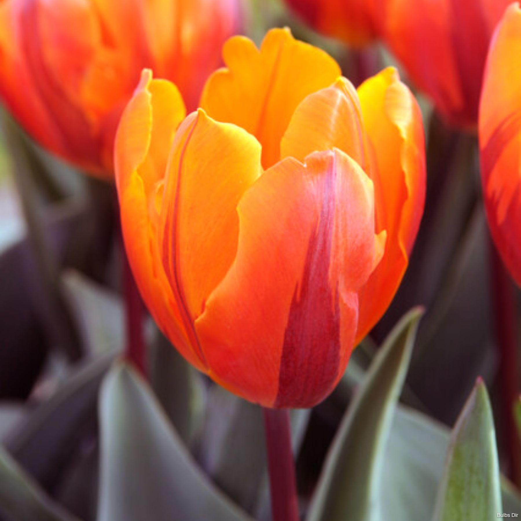 Hermitage Tulips Buy Tulip Bulbs online Bulbs Direct NZ