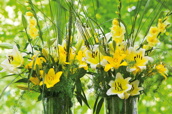 Nashville LA Hybrid Lily | Order Lily Bulbs online | Bulbs Direct NZ