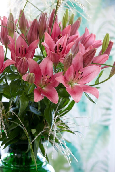 Francesca LA Hybrid Lily | Order Lily Bulbs online | Bulbs Direct NZ