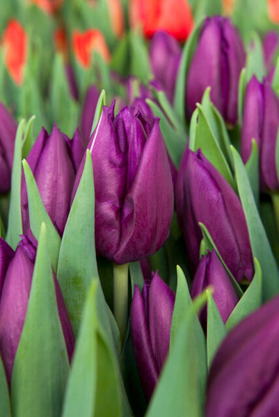 Laptop Tulip | Order Tulip Bulbs online | Bulbs Direct NZ