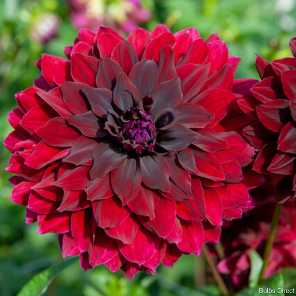 Rip City Dahlias Order your Dahlia Tubers online Bulbs Direct
