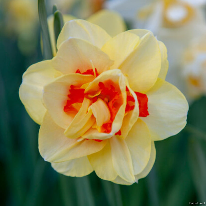 Flower Drift Daffodils | Order Daffodil Bulbs online | Bulbs Direct NZ