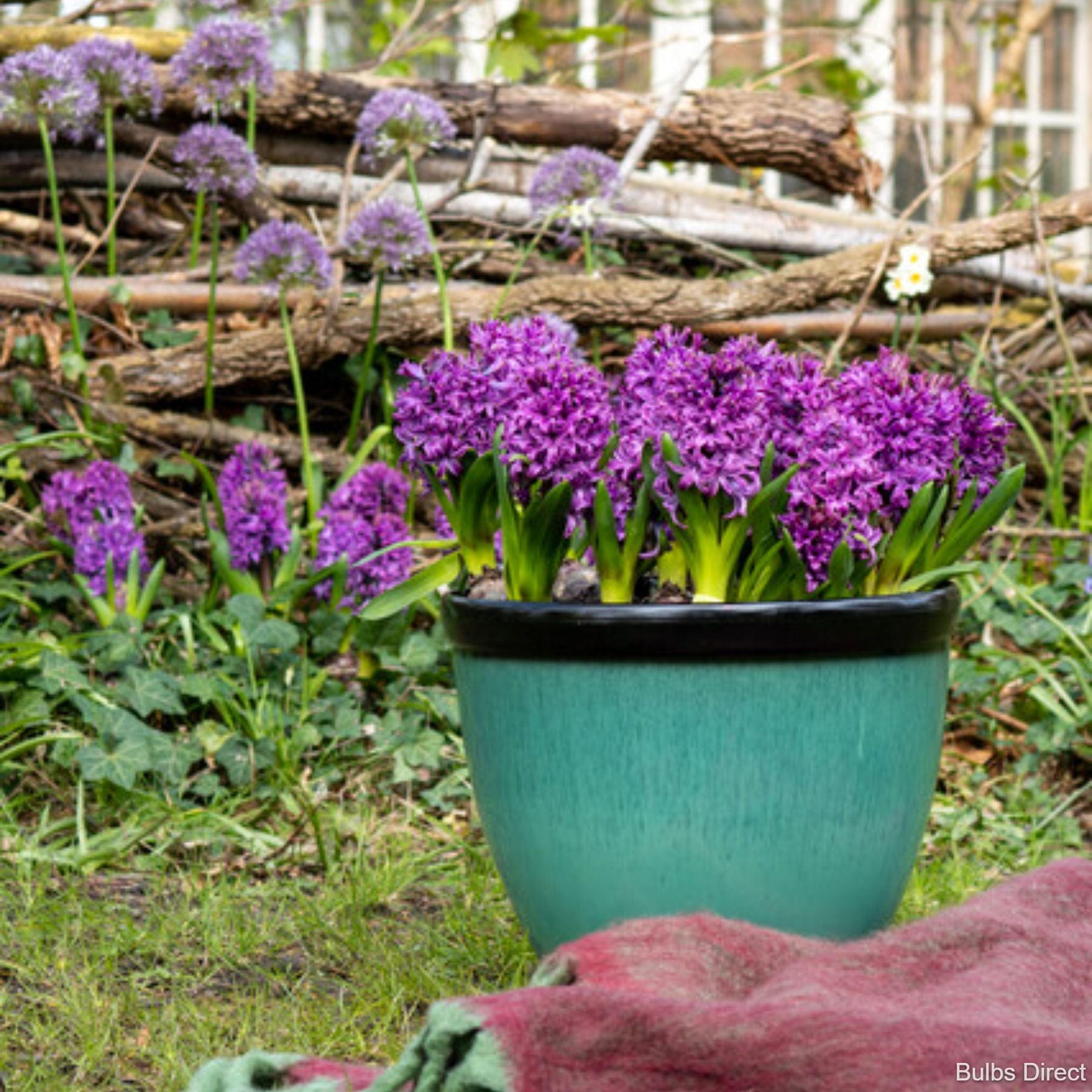 Twin Sensation Hyacinth | Order Hyacinth Bulbs online | Bulbs Direct NZ