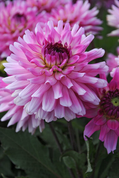 medres77781_400x.jpg?v=1689806028