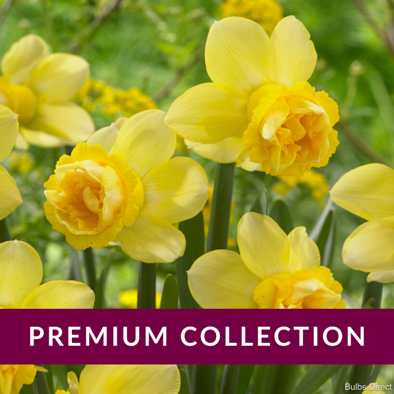 Milena Daffodil Order Daffodil Bulbs online Bulbs Direct NZ