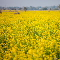 A field of yellow mustard plants in bloom.