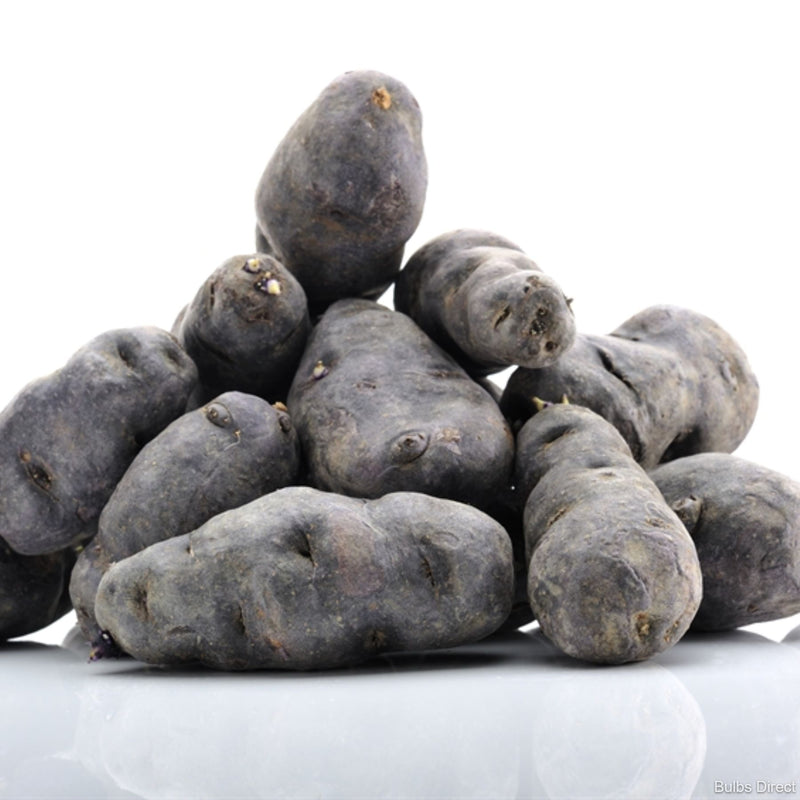 Urenika Maori Seed Potato | Buy Seed Potatoes online | Bulbs Direct