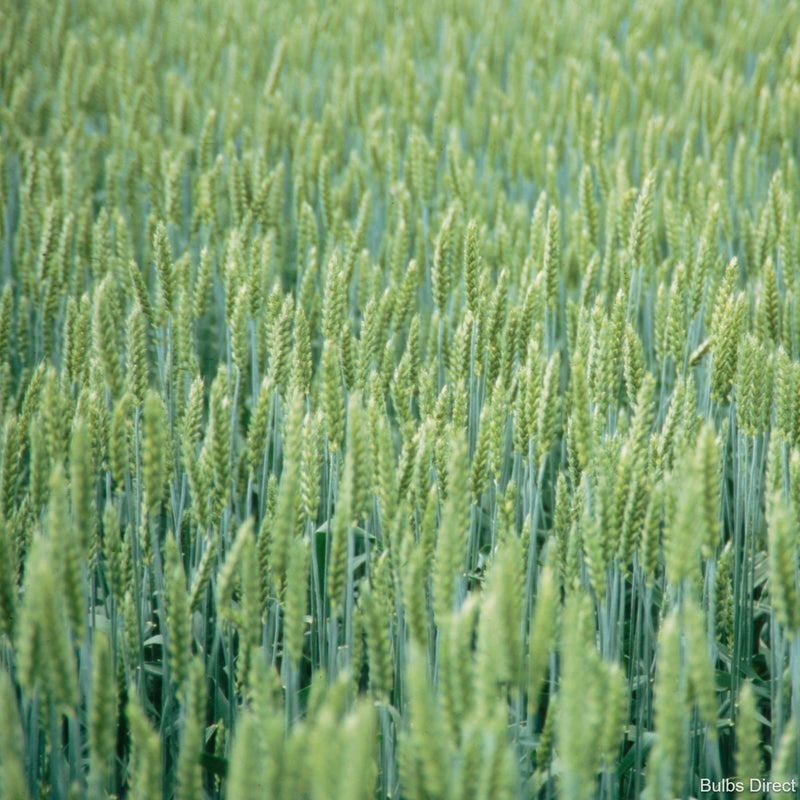 Field of green oat plants.