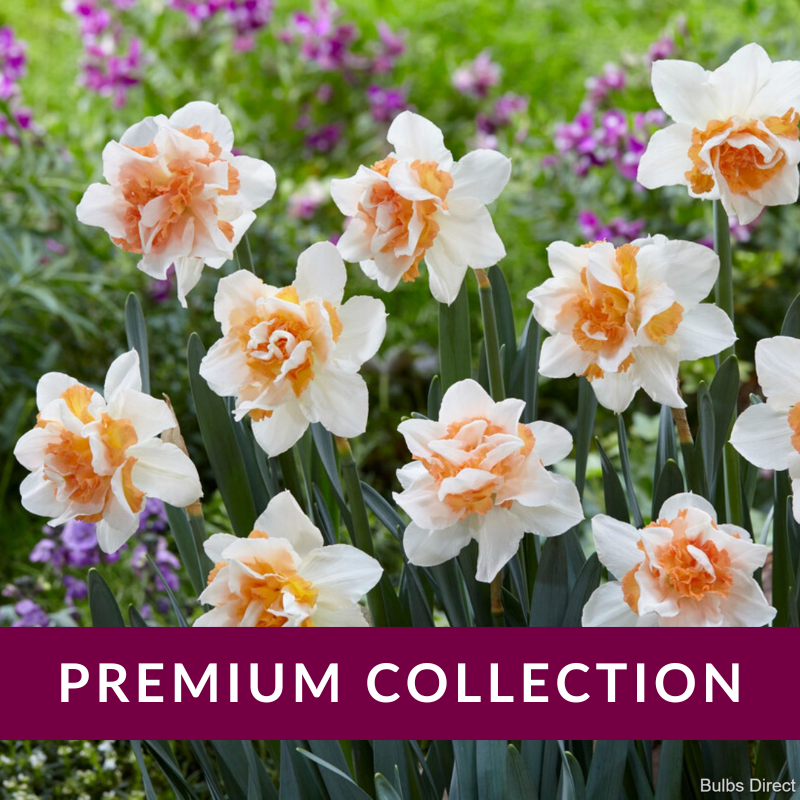 Replete Daffodils Order Daffodil Bulbs online Bulbs Direct NZ