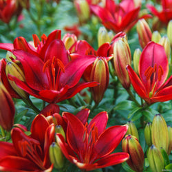 cascavel lily bulbs nz