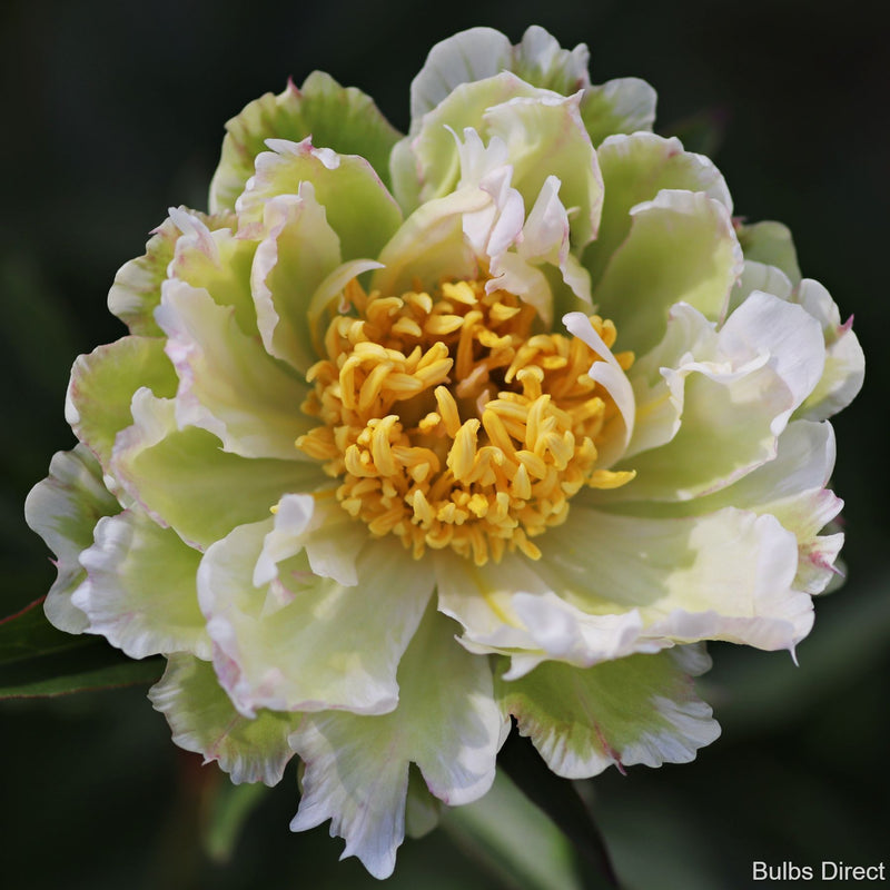 Bulbs Direct Peonies Green Lotus Peonies | Buy Peony plants online | Bulbs Direct NZ