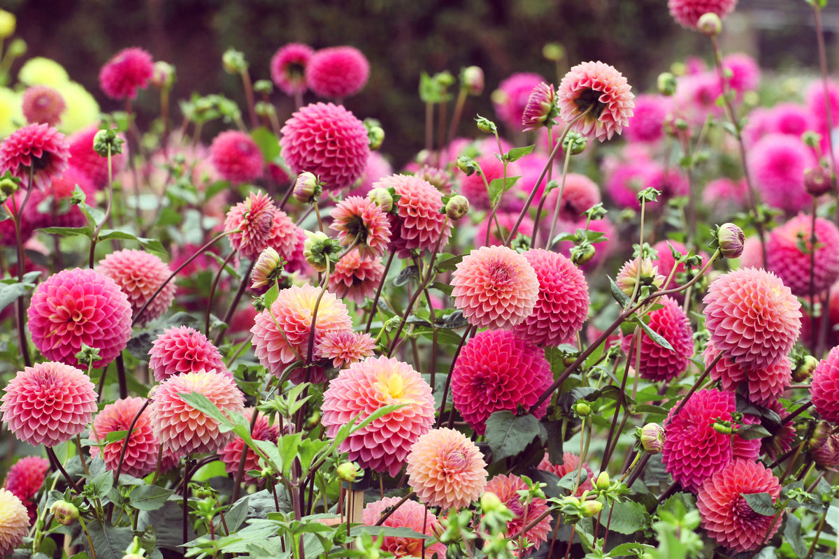 Bulbs Direct Bulbs Direct NZ | Quality NZ Flower Bulbs | Delivered Direct To You