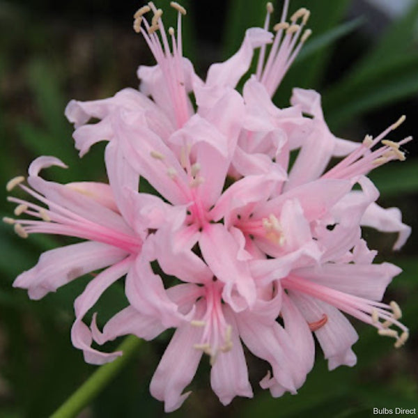 Pink Fairy Nerine | Buy Nerine Bulbs Online | Bulbs Direct NZ