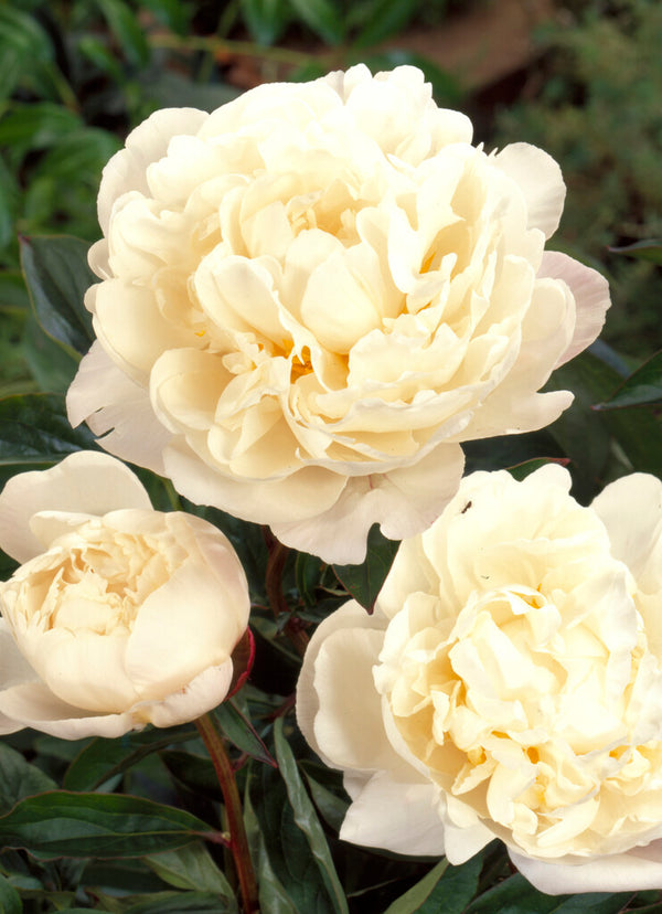 Gardenia