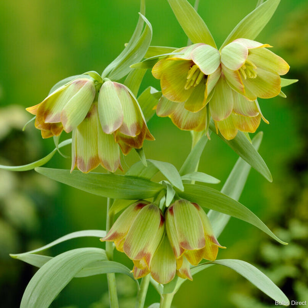 Bulbs Direct Fritillaria Pontica | Buy Fritillaria Bulbs Online | Bulbs Direct NZ