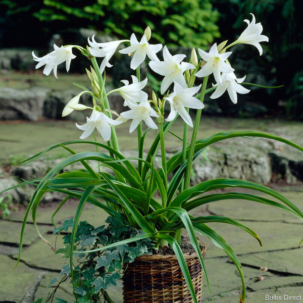 Fragrant Flower Bulbs Bulbs Direct NZ
