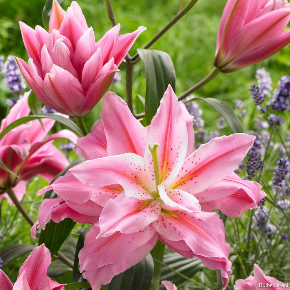 Lily.D✝✨販売中ページ 花火🪭