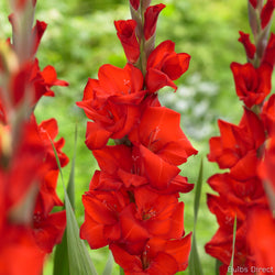 Bulbs Direct Red Balance Gladioli | Order Gladioli Bulbs online - Bulbs Direct NZ