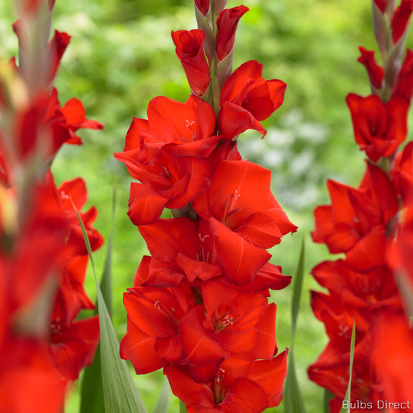 Red Balance