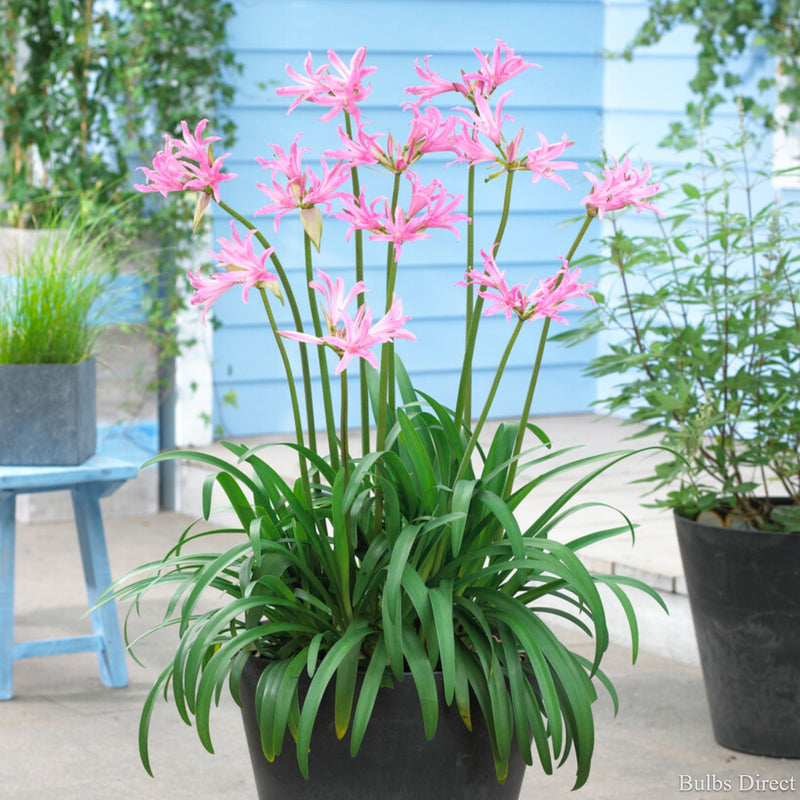 Bulbs Direct Emanuelle Amarine | Buy Amarine Bulbs online | Bulbs Direct