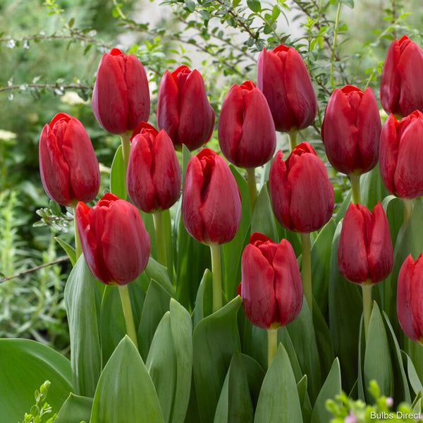 Renegade Tulip | Order Tulip Bulbs online | Bulbs Direct NZ