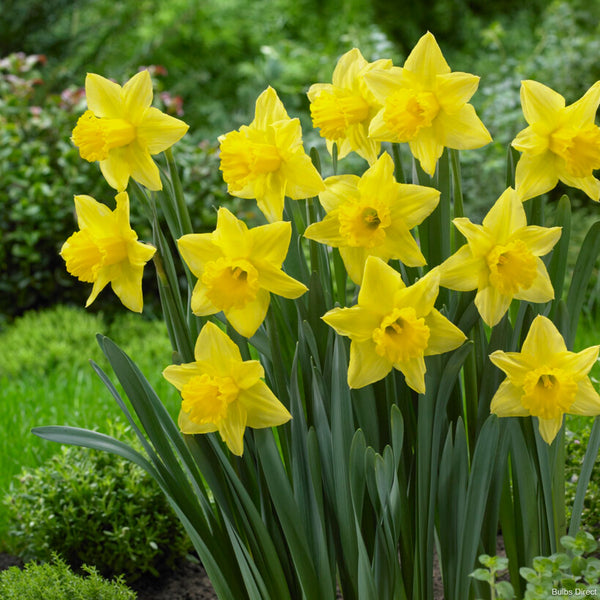 Mando Daffodil | Order Daffodil Bulbs online | Bulbs Direct NZ