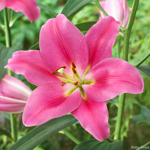 asiatic lily gironde Gironde Asiatic Lily | Order Lily Bulbs online