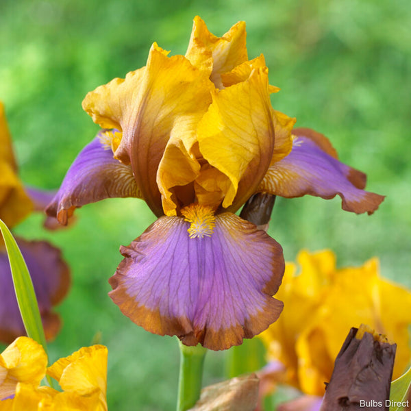 Brown Lasso Bearded Iris | Buy Iris Plants online | Bulbs Direct