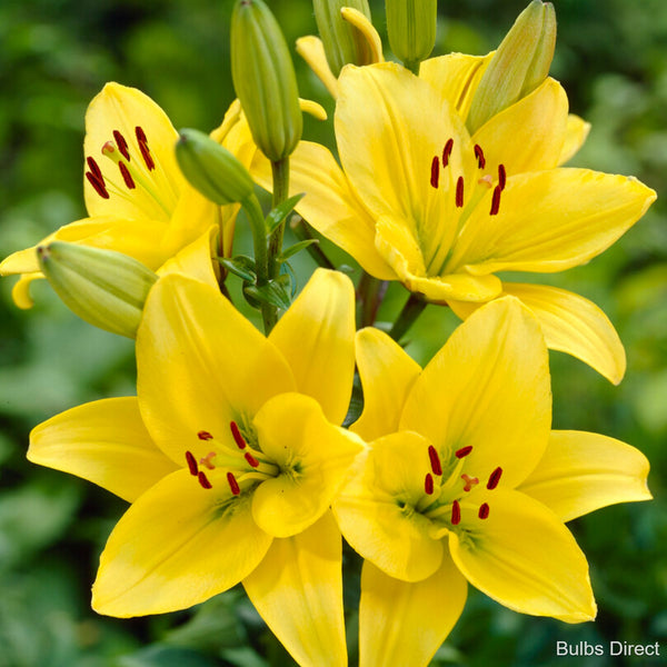 Bulbs Direct Kesla Asiatic Lily | Order Lily Bulbs online | Bulbs Direct NZ