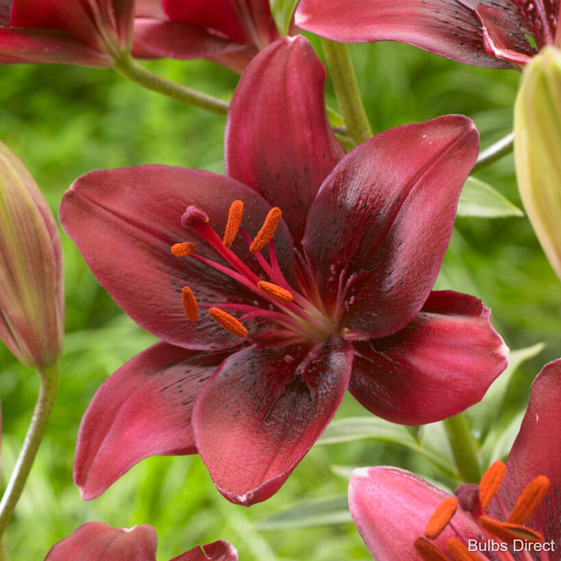 Bataleon Asiatic Lily | Order Lily Bulbs online | Bulbs Direct NZ