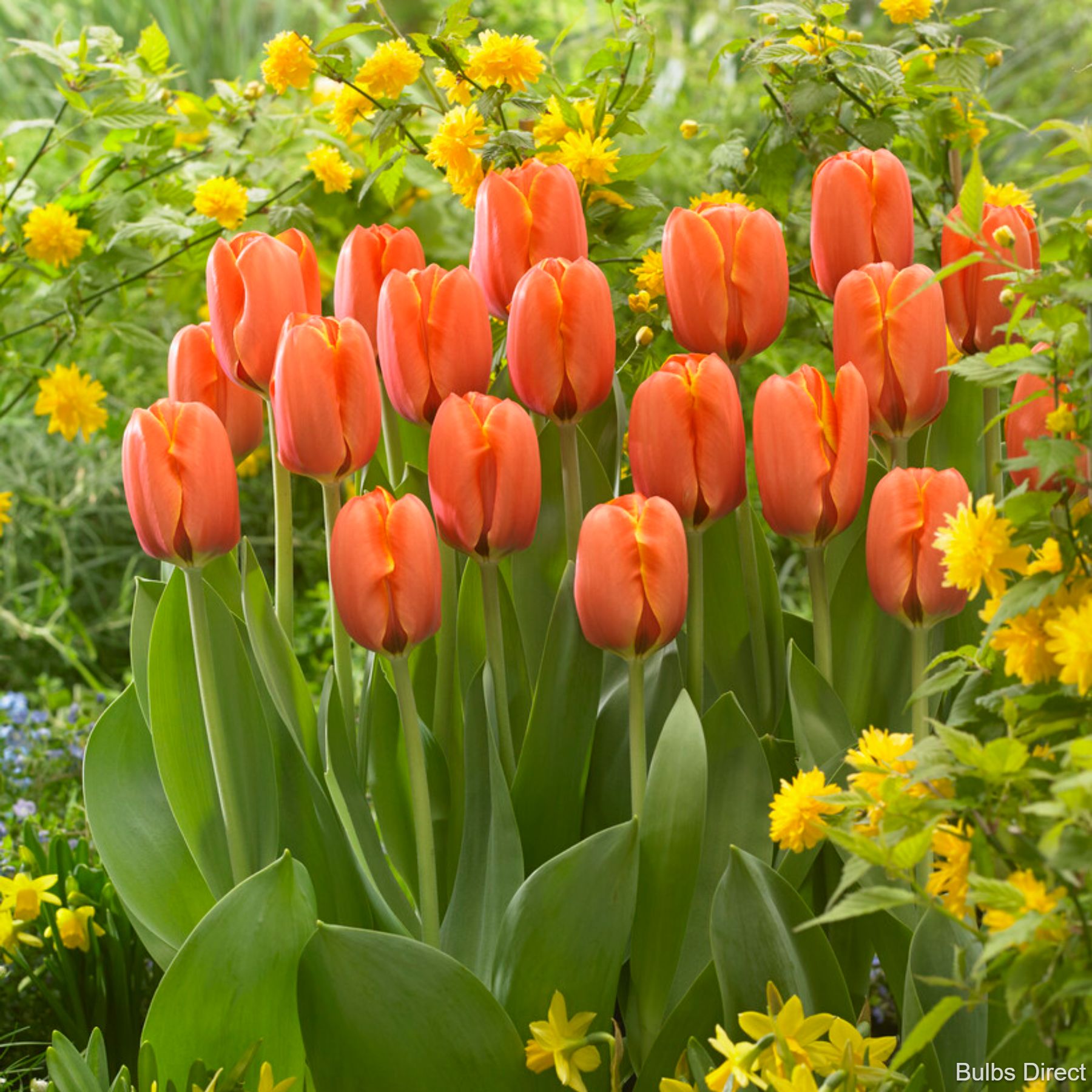 Ad Rem Tulips Buy Tulip Bulbs online Bulbs Direct NZ