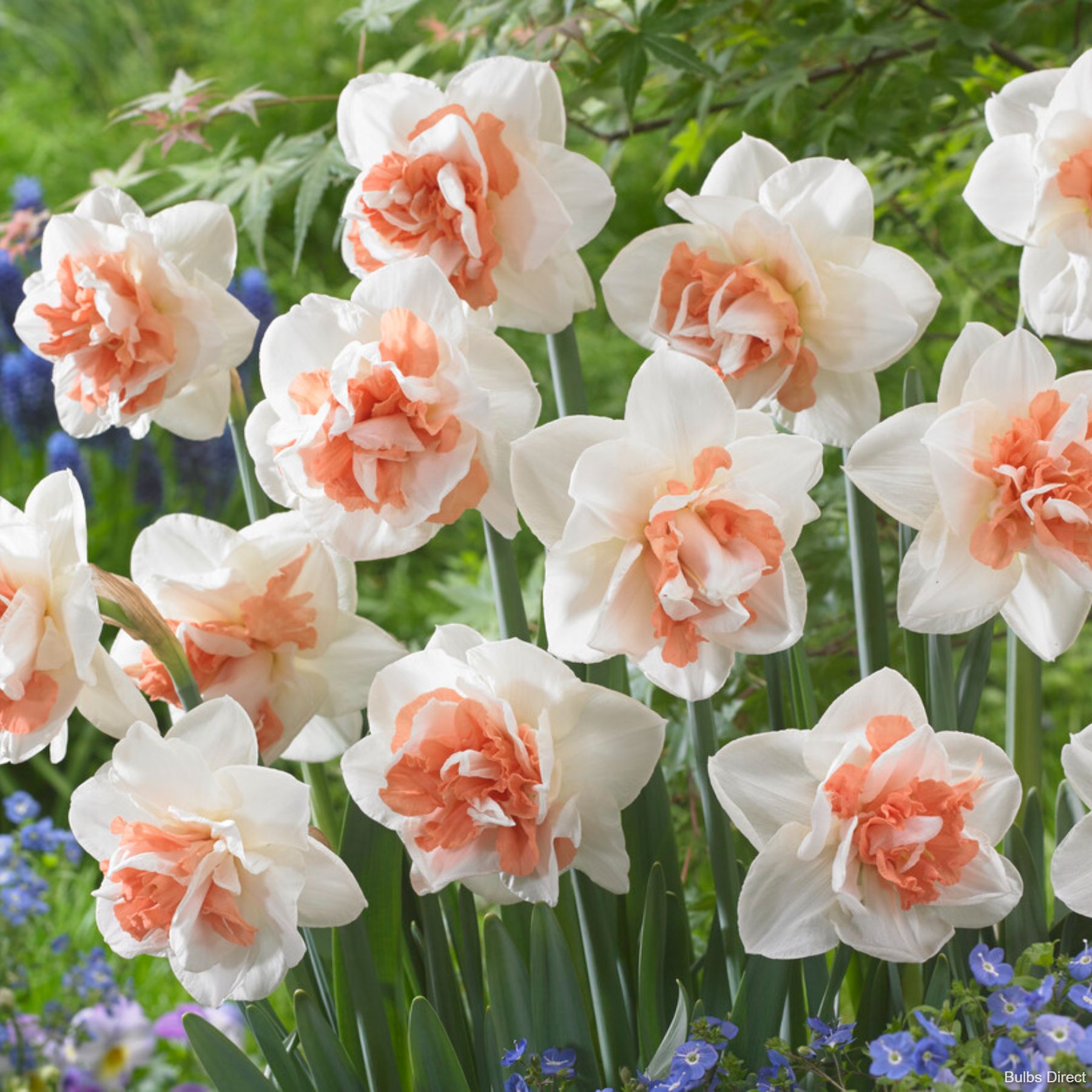 My Story Daffodil | Order Daffodil Bulbs online | Bulbs Direct NZ