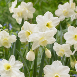 Bulbs Direct Tahi Daffodils | Order Daffodil Bulbs online | Bulbs Direct NZ
