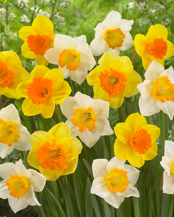 Daffodil Mix (x25)