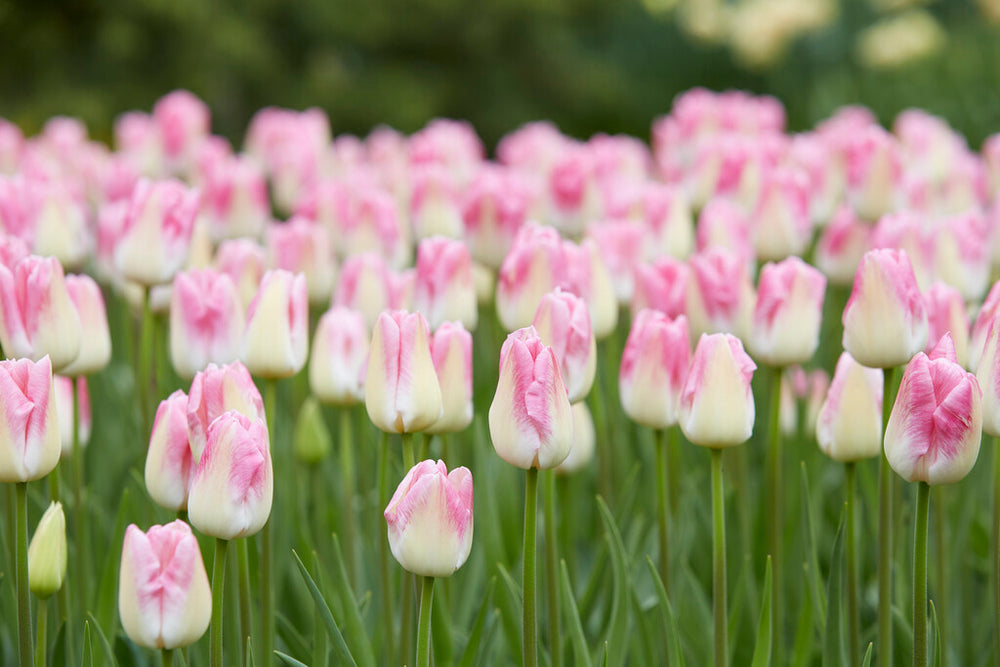 Bulbs Direct Bulbs Direct NZ | Quality NZ Flower Bulbs | Delivered Direct To You