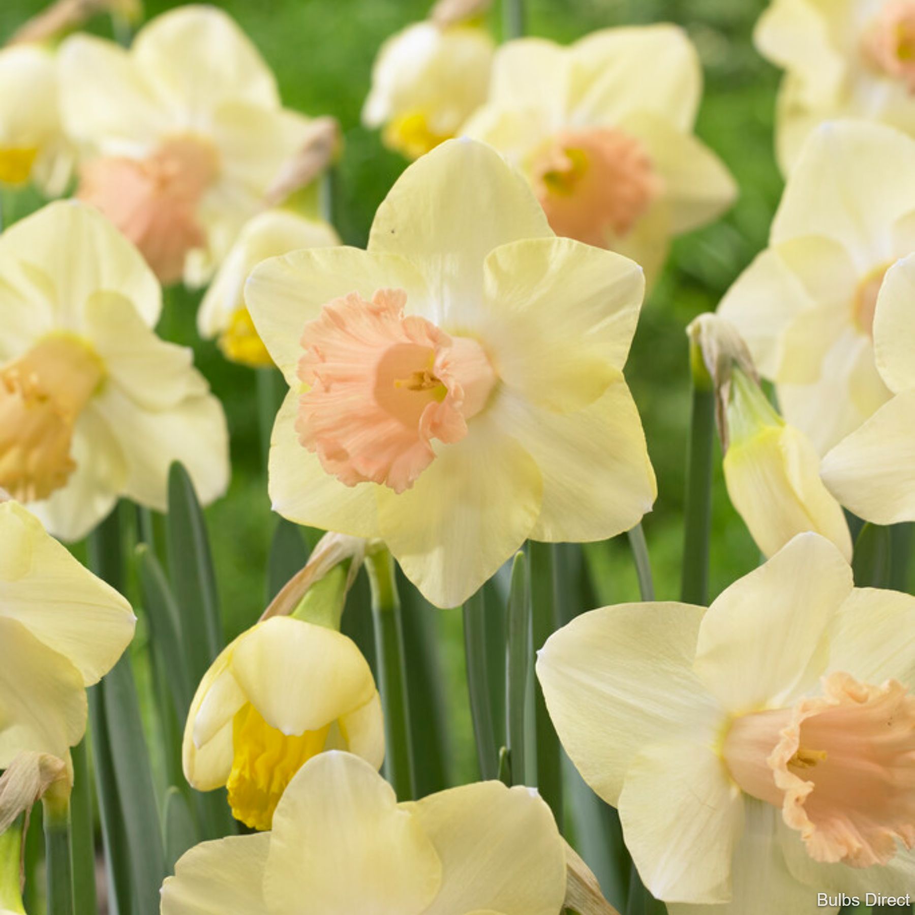 Lorikeet Daffodils | Order Daffodil Bulbs online | Bulbs Direct NZ