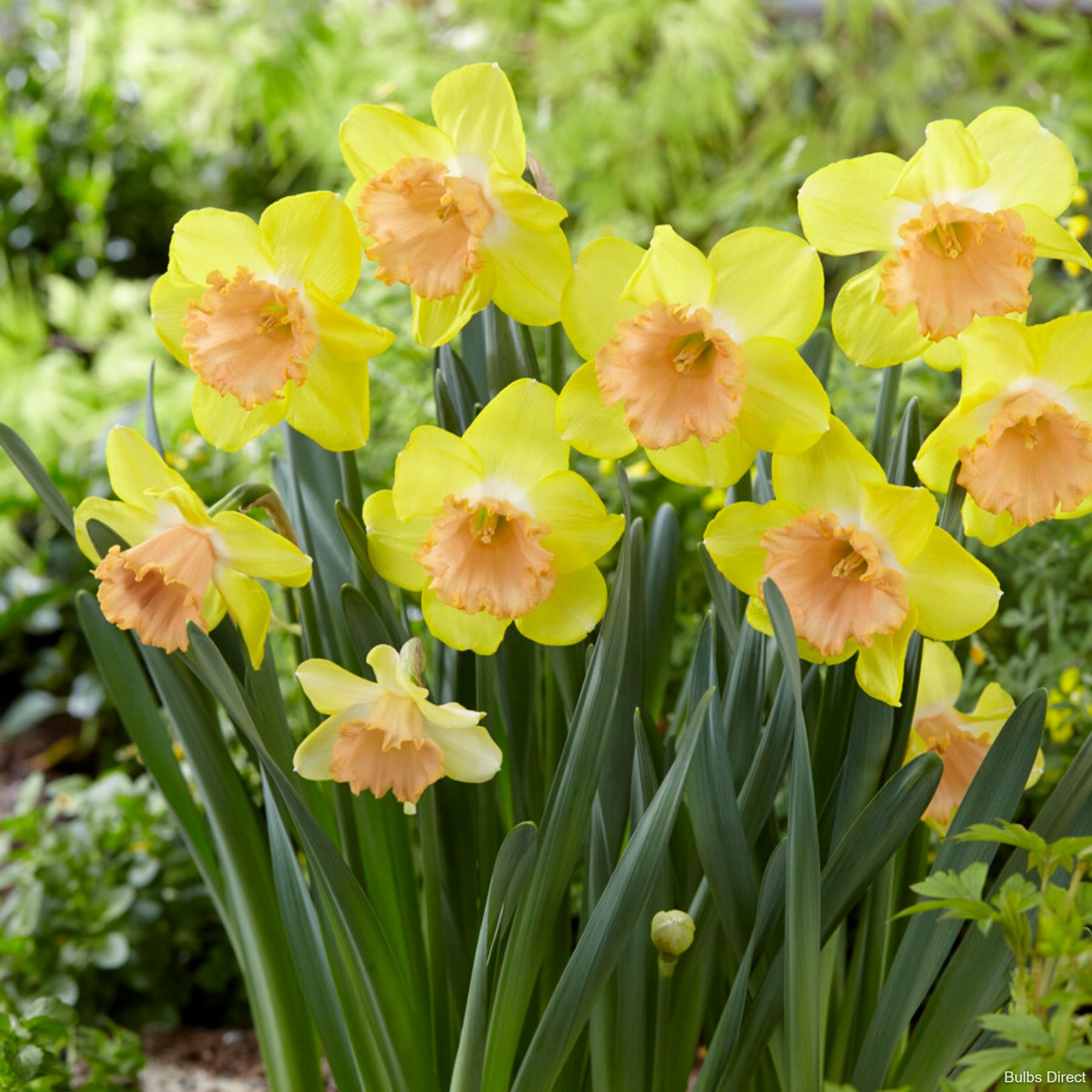 Bulbs Direct Color Run Daffodils | Order Daffodil Bulbs online | Bulbs Direct NZ
