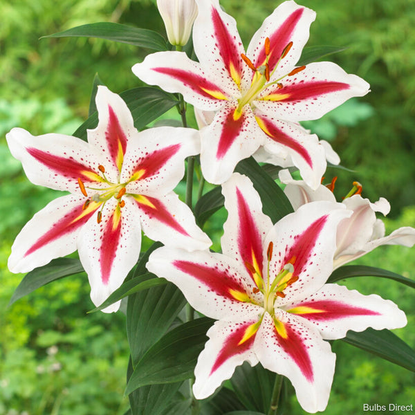 tresor asiatic lily Tresor Asiatic Lily | Order Lily Bulbs online