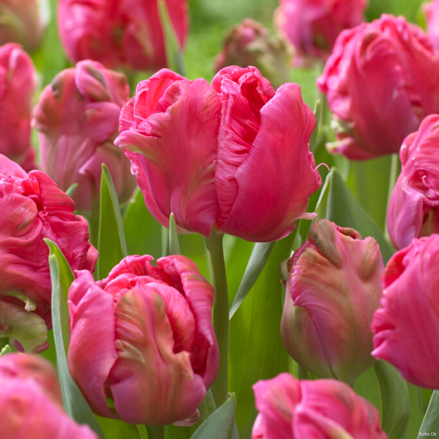 Tulip Marvel Parrot | Order Parrot Tulip Bulbs online | Bulbs Direct NZ