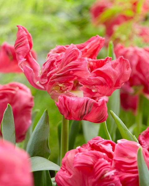 Tulip Marvel Parrot | Order Parrot Tulip Bulbs online | Bulbs Direct NZ