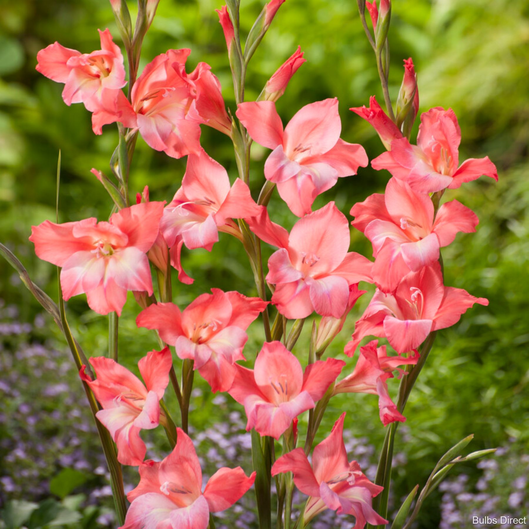 Charming Beauty Gladioli | Buy Gladioli Bulbs Online | Bulbs Direct